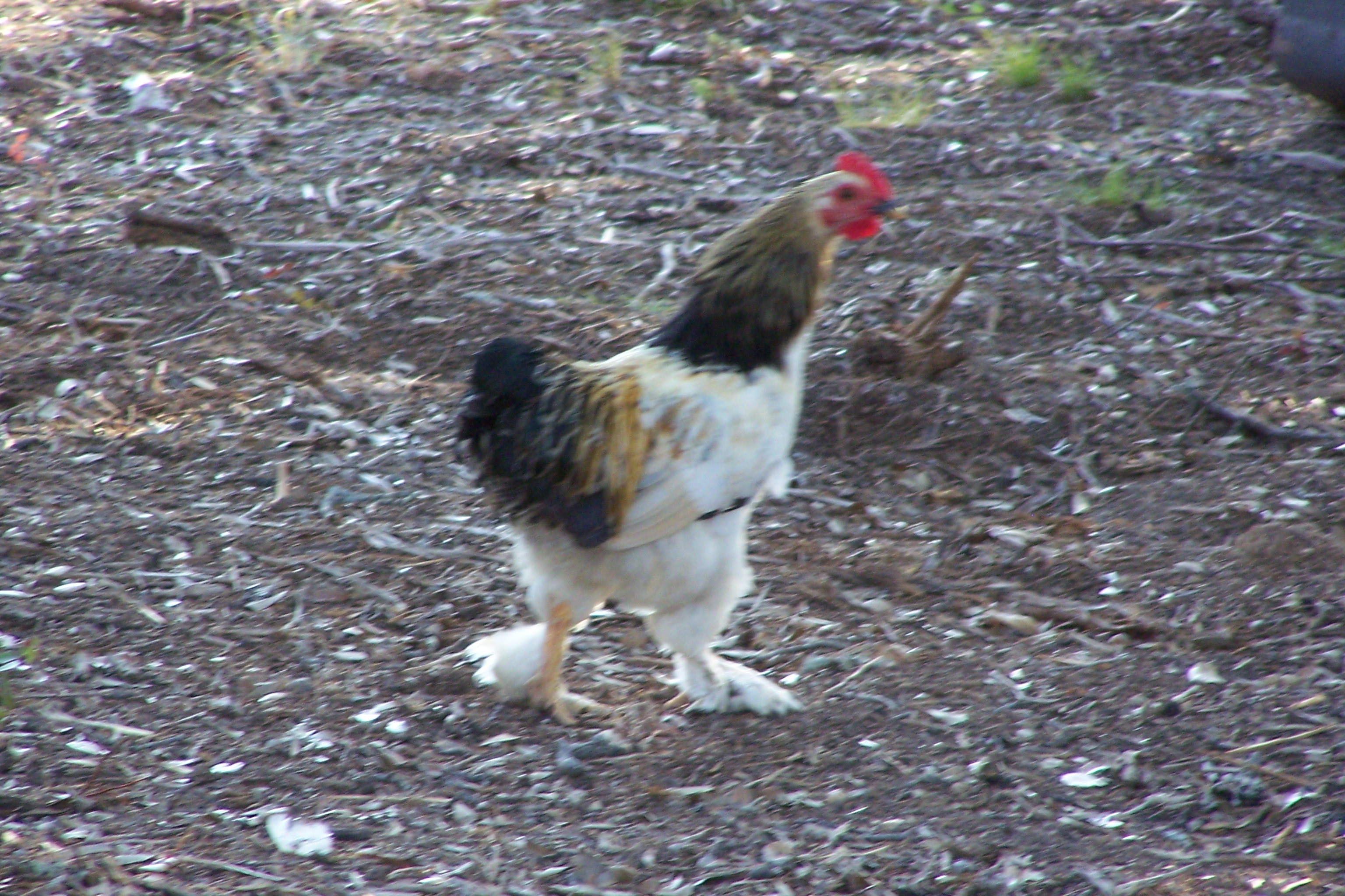 webassets/100_0654.jpg